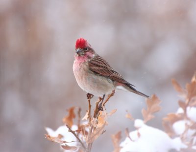 Cassin's Finch