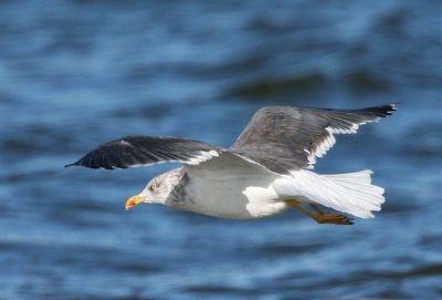 Lesser Black-backed Gull