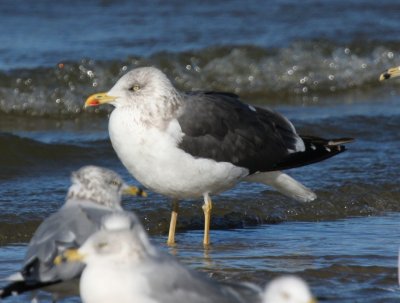 Lesser Black-backed Gull