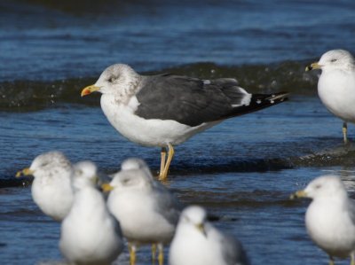 Lesser Black-backed Gull