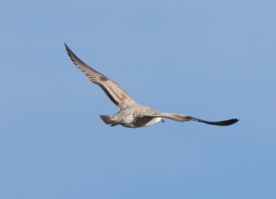 interesting_gull_
