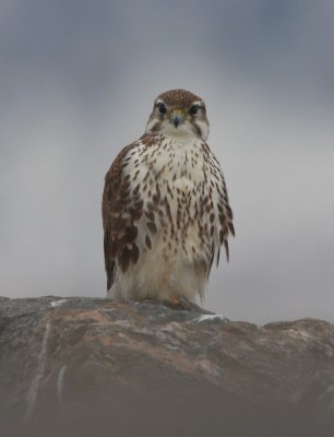 Prairie Falcon