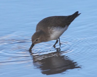 Dunlin