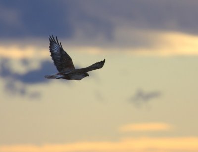 Ferruginous Hawk