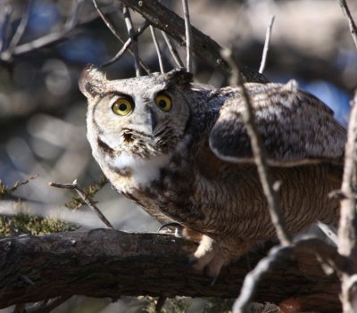 Great Horned owl