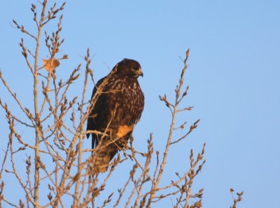 Harlan's Red-tail Hawk