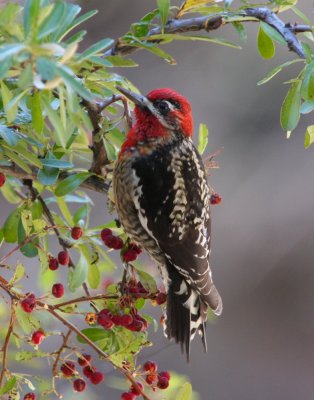 Red-breasted Sapsucker or hybrid
