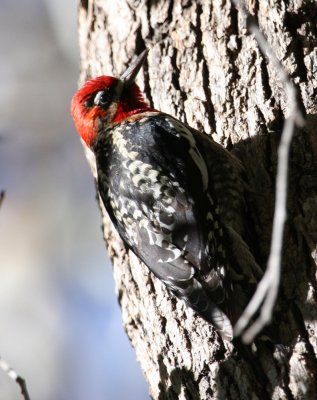 az_birds_feb09