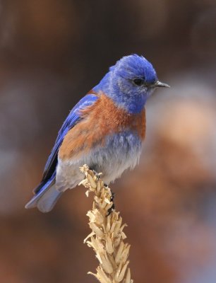 Western Bluebird