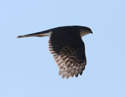 Sharp-shinned Hawk