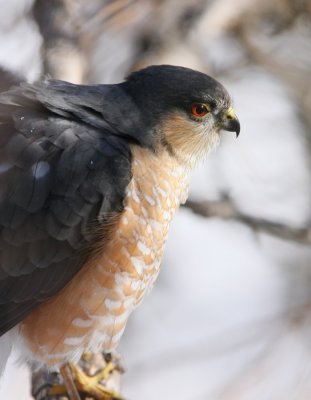 Sharp-shinned Hawk