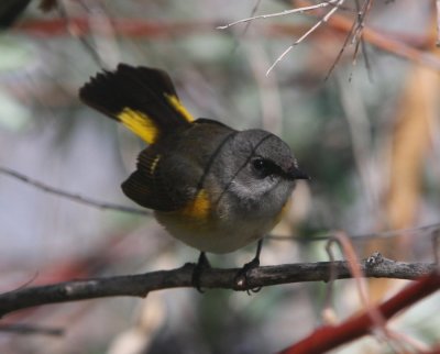 American Redstart