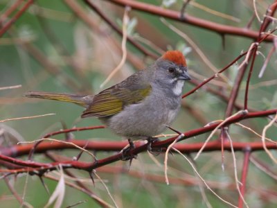 Green-tailed Towhee