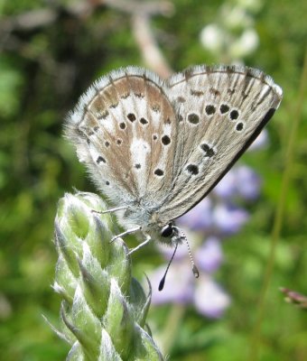 Arrowhead Blue