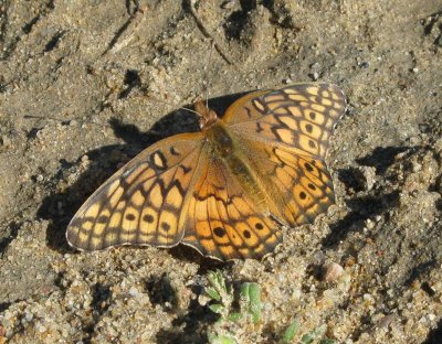 Variegated Fritilary