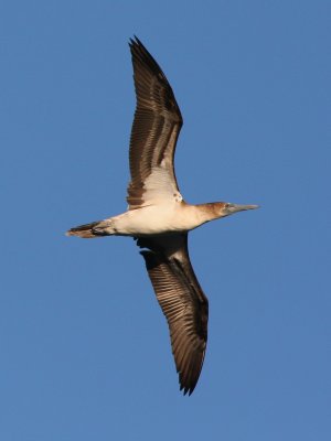 blue_footed_booby