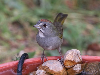 Green-tailed Towhee