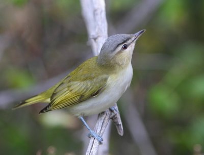 Red-eyed Vireo