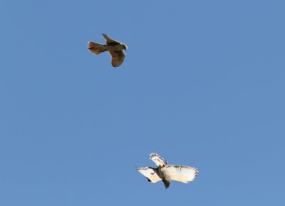 Broad-winged Hawk evades Prairie Falcon