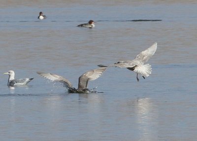 Thayer's and Iceland Gulls