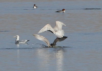 Thayer's and Iceland Gulls