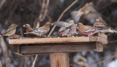 rosy finches