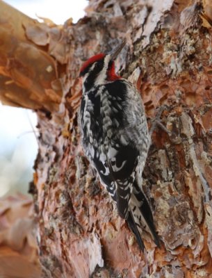 Red-naped Sapsucker