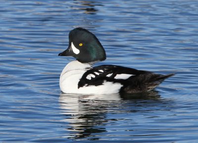 Barrow's Goldeneye