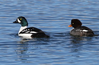 Barrow's Goldeneye