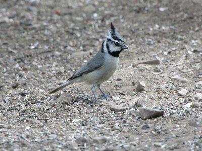 Bridled Titmouse