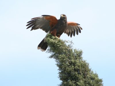Harris's Hawk