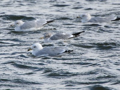 Mew Gull