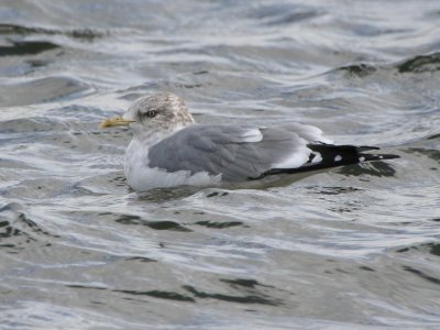 Mew Gull