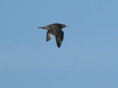 Pomarine Jaeger