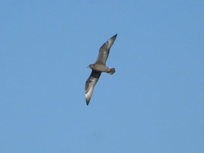 Pomarine Jaeger