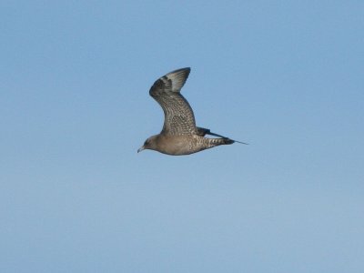 Pomarine Jaeger