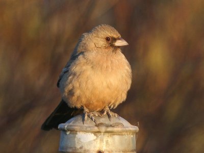 Abert's Towhee