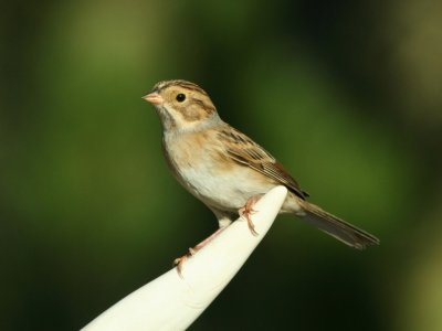 clay-colored_sparrow