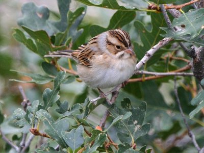 Clay-colored Sparrow