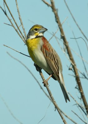 Dickcissel