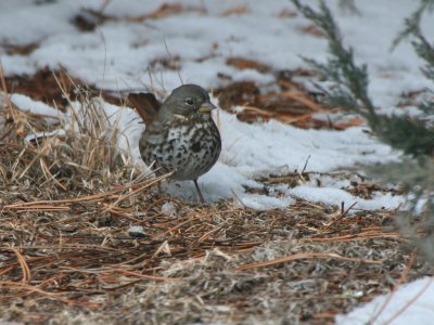 Fox Sparrow