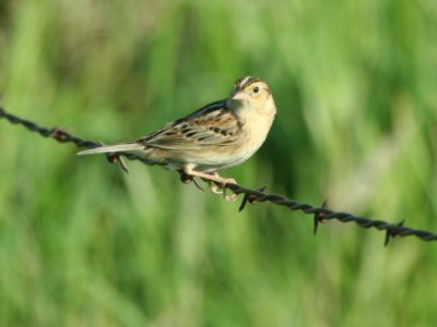 Grasshopper Sparrow