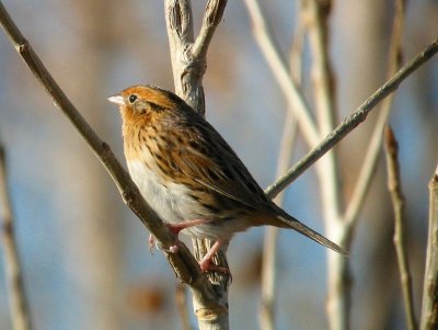 LeConte's Sparrow