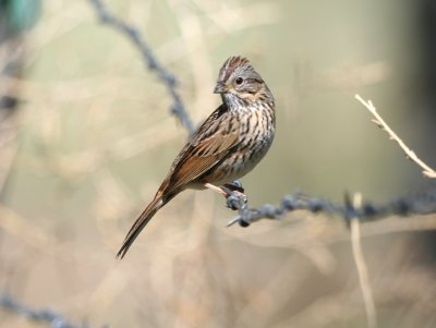 Lincoln's Sparrow