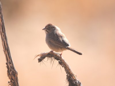 Rufous-crowned Sparrow