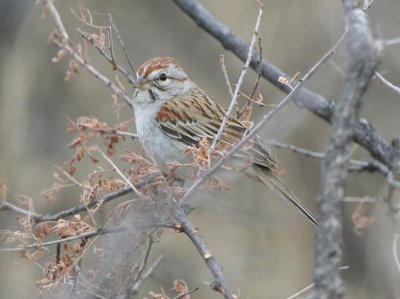 Rufous-winged Sparrow