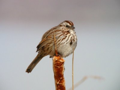 Song Sparrow