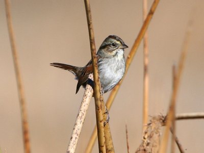 swamp_sparrow