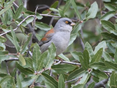 Yellow-eyed Junco