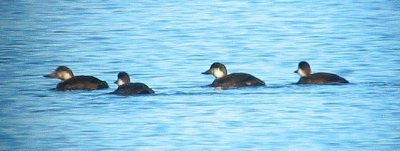 Black Scoter